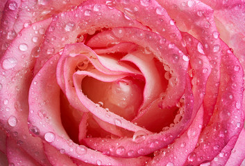 Close-up view of beautiful wet pink rose