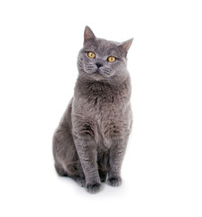 Naklejka premium British Kurzhaar Katze