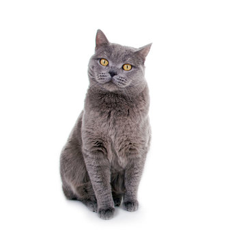 British Kurzhaar Katze