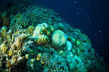 Obraz na płótnie Canvas coral bunaken sulawesi indonesia acropora sp. underwater photo