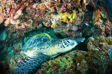 Naklejka na ściany i meble sea turtle coral bunaken indonesia mydas chelonia underwater