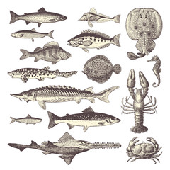 fish and seafood - collection of design elements - obrazy, fototapety, plakaty