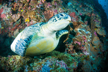 sea turtle coral bunaken indonesia mydas chelonia underwater