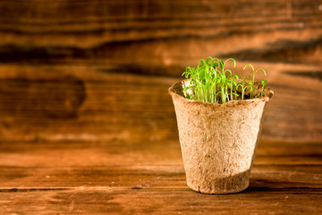 Potted seedlings growing in biodegradable peat moss pot