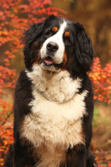 Beautiful bernese mountain dog sitting in autumn forest