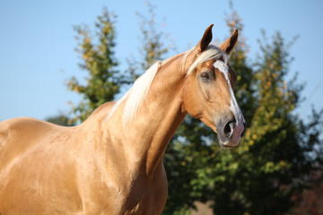 Obraz na płótnie Canvas Amazing palomino horse with blond hair