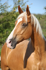 Amazing palomino horse with blond hair - obrazy, fototapety, plakaty