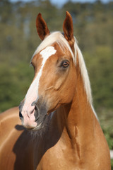 Obraz premium Amazing palomino horse with blond hair