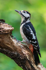 Great spotted woodpecker