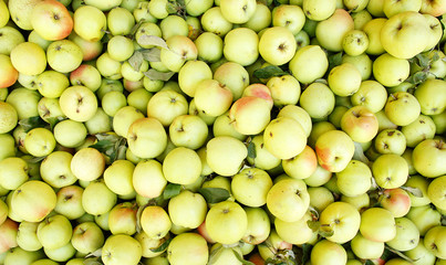 background of green apples