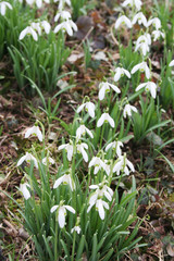 bucaneve in giardino_ fiori