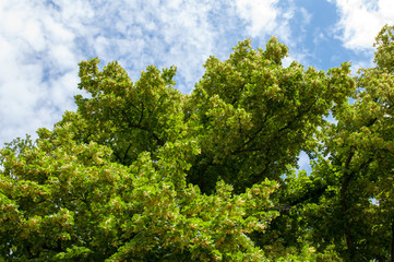 Green tree
