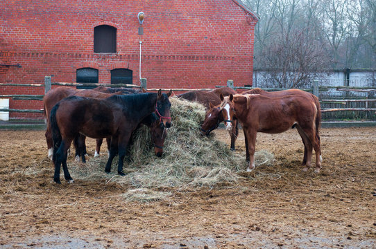 horse