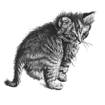 illustration of a cute little cat