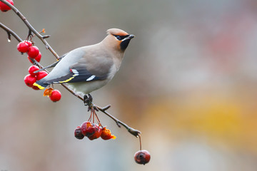Bohemian waxwing