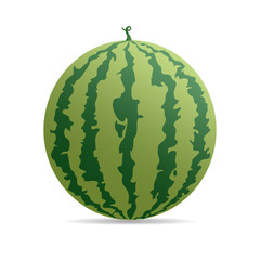 vector beautiful round watermelon - 78771530