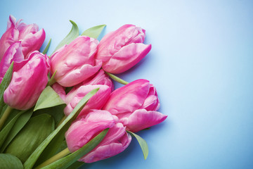 The pink tulips on a blue background