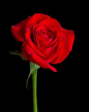 Fototapeta Red Rose Solitaire