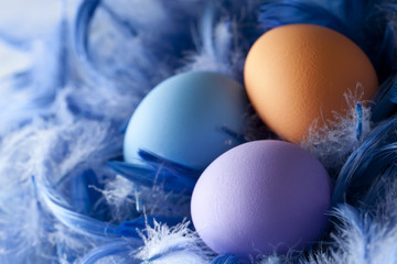 Easter eggs on feather background