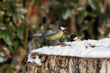 Great Tit (Parus major) on a stump - winter