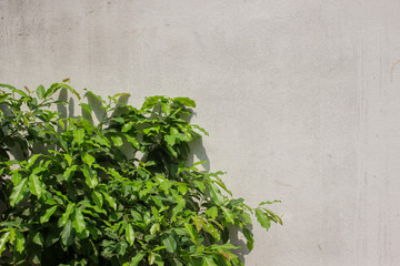 concrete wall and plants
