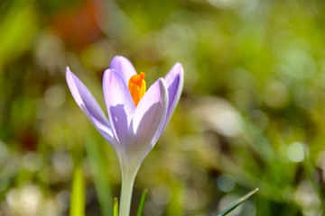  Grußkarte Frühling - lila Krokus