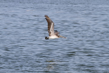 Beautiful pelican flying over sea