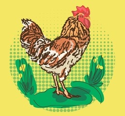 петух на травке