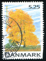 autumn tree