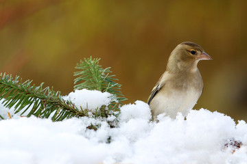 chaffinch (Fringilla coelebs) feeding in a garden in winter