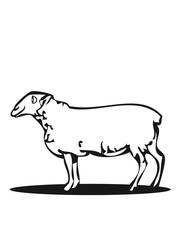 SHEEP nature
