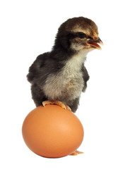 Cute black little chick with egg