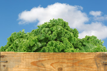 freshly harvested kale cabbage in a wooden crate