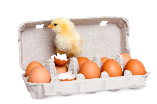 Eggs in the package with cute baby chick