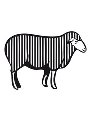 Fototapeta na wymiar SHEEP pattern lines