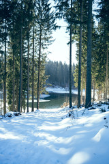 Lake in the Forest