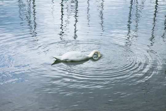 White Swan on a calm lake