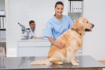 Veterinarian examining teeth of a cute dog