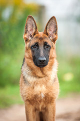 Portrait of young german shepherd dog