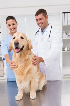 Vet coworker examining dog