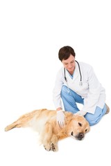 Fototapeta na wymiar Veterinarian examining a dog