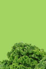 freshly harvested kale cabbage stems on a green background