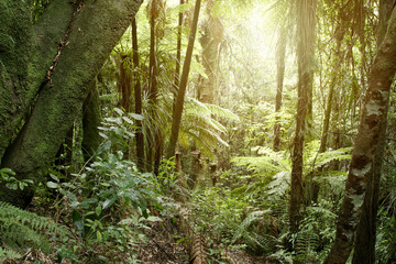 Naklejka premium Tropical jungle forest