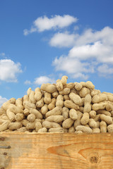 Fototapeta na wymiar roasted peanuts in a wooden box against a blue sky