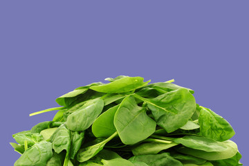 bunch of fresh spinach leaves on a purple background