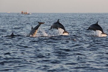 Dolphins at Lovina beach in Bali, Indonesia