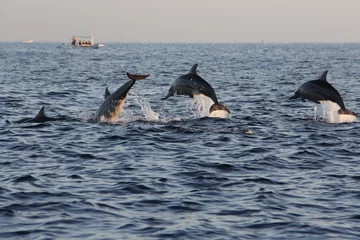 Photo sur Plexiglas Anti-reflet Indonésie Dolphins at Lovina beach in Bali, Indonesia