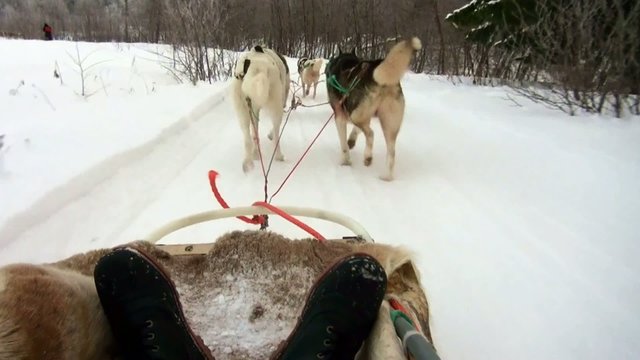 Un attelage de chiens de traîneau en Laponie finlandaise