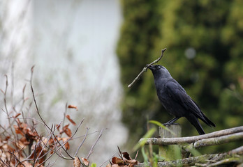 jackdaw (corvus monedula) gathering nesting materials in spring