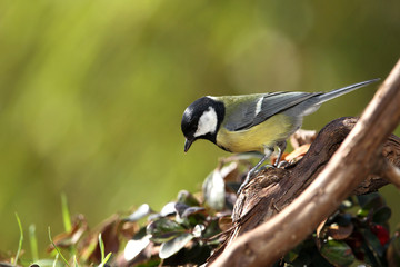 great tit (Parus major) in a garden